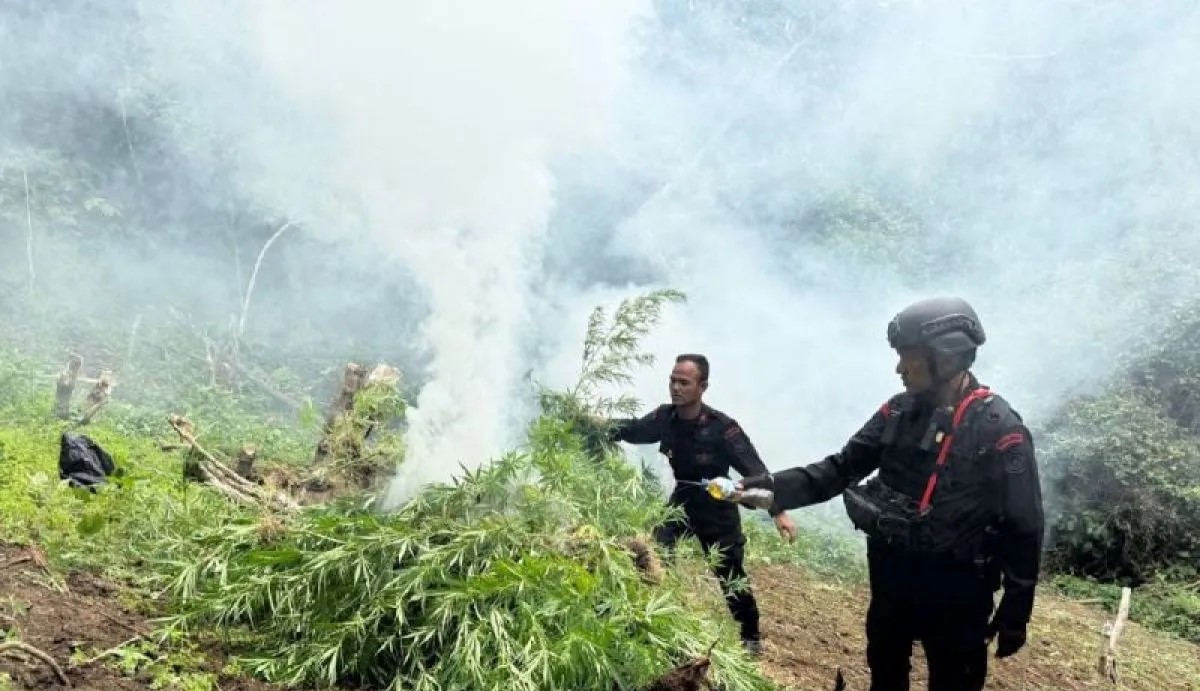 Aksi Brimob Sumut di Ladang Ganja Mandailing Natal